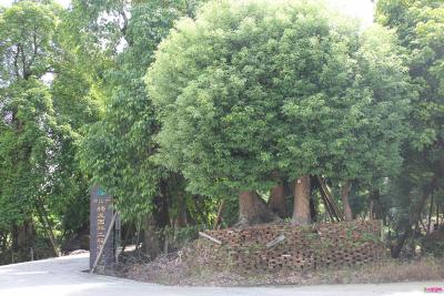 香樟