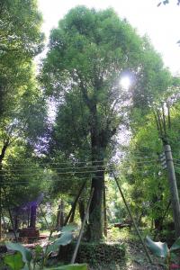 香樟